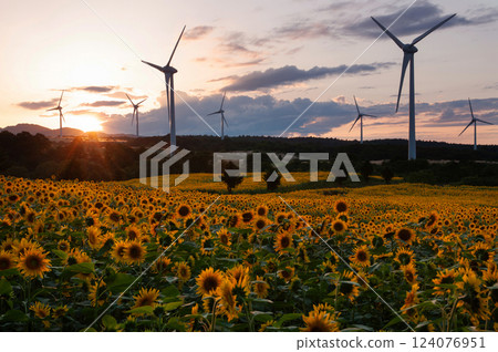 Sunflower field at dusk on Nunobiki Plateau 124076951