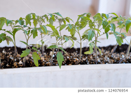 tomato sprouts in seedlings on the windowsill. High quality photo tomato sprouts in seedlings on the windowsill. High quality photo 124076954