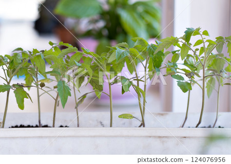tomato sprouts in seedlings on the windowsill. High quality photo 124076956