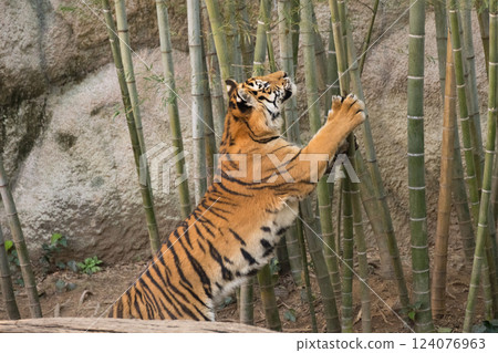 小老虎抬頭看竹子 124076963