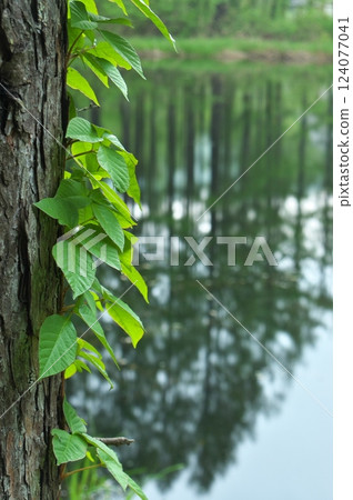 Larch forest reflected in the water Larch forest reflected in the water 124077041