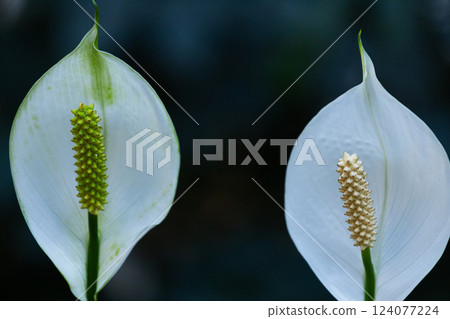 Captivating Close-Up of Beautiful Peace Lilies with Green and Cream-Colored Spadices Under Soft Natural Light Creating an Elegant, Tranquil Atmosphere 124077224