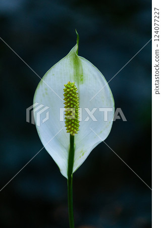 Elegant White Peace Lily Flourishing with a Vibrant Green Spadix in a Serene Natural Setting of Shadowy Background Elegant White Peace Lily Flourishing with a Vibrant Green Spadix in a Serene Natural Setting of Shadowy Background 124077227