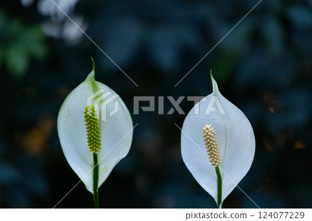 Enchanting Beauty of Nature: A Close-Up of Two Elegant White Flowers Captured Against a Soft Focus Background in Shades of Green and Blue 124077229