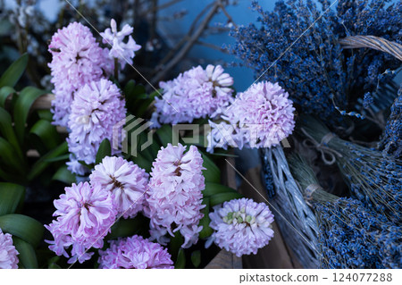 Vibrant Spring Blooms: A Beautiful Arrangement of Pink Hyacinths and Dried Lavender Creating a Serene Garden Aesthetic Perfect for Any Floral Lover's Collection Vibrant Spring Blooms: A Beautiful Arrangement of Pink Hyacinths and Dried Lavender Creating a Serene Garden Aesthetic Perfect for Any Floral Lover's Collection 124077288