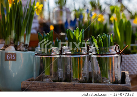 Beautifully Arranged Indoor Plants in Glass Containers Displaying Fresh Green Leaves and Vibrant Colorful Flowers Against a Bright Sunlit Background in a Serene Garden Setting Beautifully Arranged Indoor Plants in Glass Containers Displaying Fresh Green Leaves and Vibrant Colorful Flowers Against a Bright Sunlit Background in a Serene Garden Setting 124077358