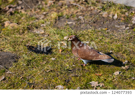 A Beautiful Brown Pigeon Strolling on the Ground Amidst the Lush Green Grass and Fallen Leaves in a Serene Environment Perfect for Bird Watching and Connecting with Nature A Beautiful Brown Pigeon Strolling on the Ground Amidst the Lush Green Grass and Fallen Leaves in a Serene Environment Perfect for Bird Watching and Connecting with Nature 124077393