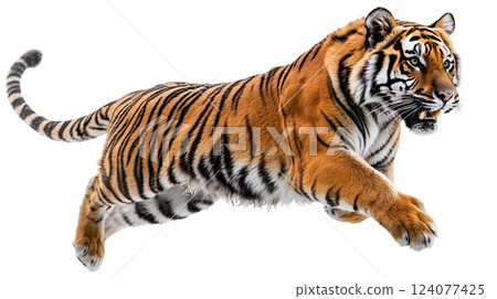 Tiger jumping in side view captured against a white background showcasing its powerful physique and striking stripes 124077425