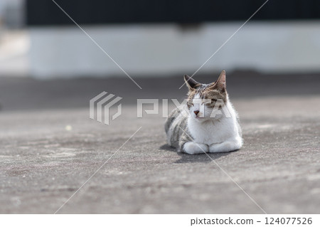 A cat relaxing at the roadside A cat relaxing at the roadside 124077526