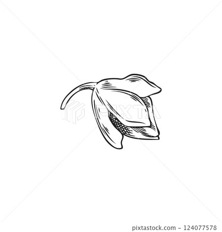 Vector illustration of black and white sketch of buckwheat kernel in husk. Vector illustration of black and white sketch of buckwheat kernel in husk. 124077578