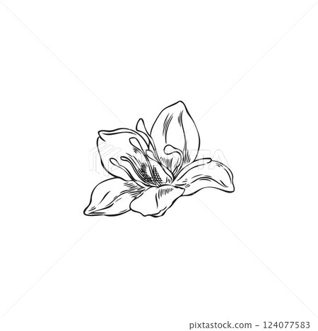 Buckwheat flower engraved sketch, hand drawn blossom plant, blooming herb, floral botanical vector ink illustration Buckwheat flower engraved sketch, hand drawn blossom plant, blooming herb, floral botanical vector ink illustration 124077583
