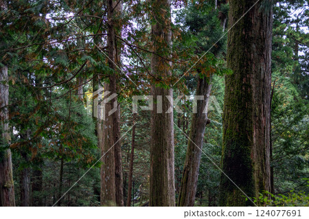 Towering cedar trees in a Japanese forest with textured bark vibrant green leaves and mossy surfaces Towering cedar trees in a Japanese forest with textured bark vibrant green leaves and mossy surfaces 124077691