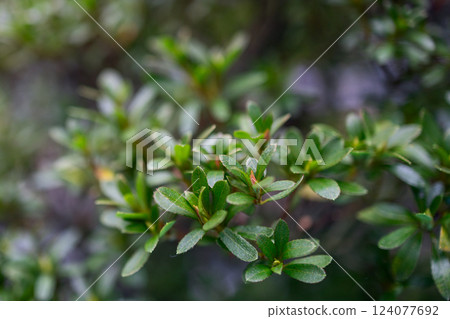Macro shot of Japanese azalea bonsai Rhododendron indicum with fresh green leaves Macro shot of Japanese azalea bonsai Rhododendron indicum with fresh green leaves 124077692