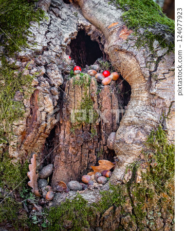 A close-up of a hollowed-out tree trunk filled with acorns, red berries, and moss, creating a natural woodland scene. A close-up of a hollowed-out tree trunk filled with acorns, red berries, and moss, creating a natural woodland scene. 124077923
