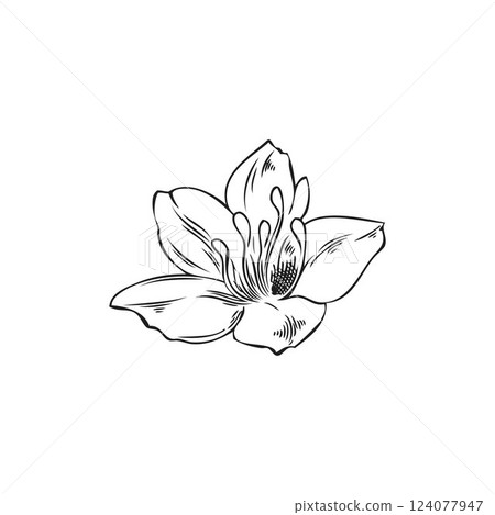 Vector black and white sketch of buckwheat flower on isolated background. 124077947