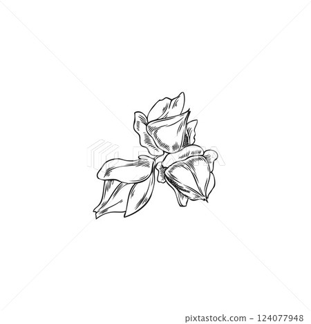 Vector monochrome sketch of buckwheat grains in husk. Vector monochrome sketch of buckwheat grains in husk. 124077948