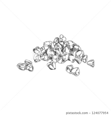 Vector black and white illustration of peeled buckwheat grains. Vector black and white illustration of peeled buckwheat grains. 124077954