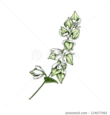 Buckwheat plant branch with green grains in husk, Vector watercolor illustration. 124077981