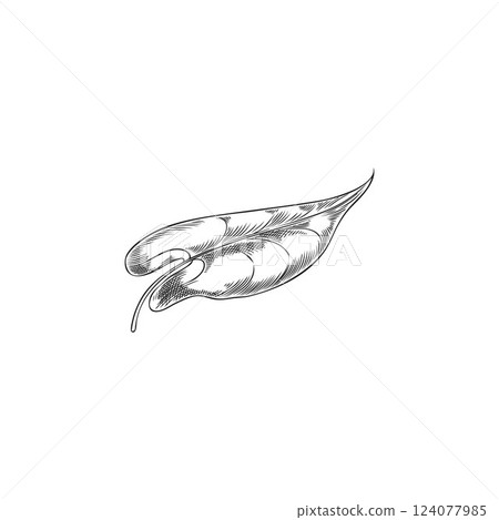 Buckwheat green leaf vector engraved sketch, hand drawn summer garden foliage herb, natural essential medical plant 124077985