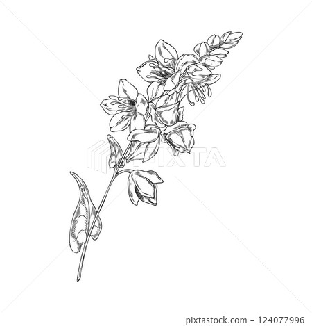 Buckwheat branch with flowers, leaves and seeds engraved sketch, vector hand drawn cereal agricultural blossom plant Buckwheat branch with flowers, leaves and seeds engraved sketch, vector hand drawn cereal agricultural blossom plant 124077996