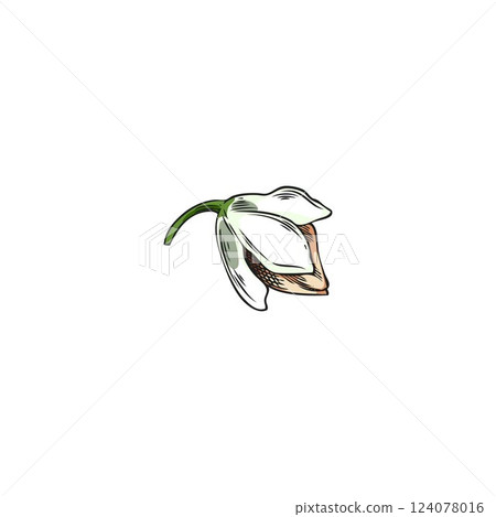 Buckwheat raw seed in flower vector sketch, hand drawn buckwheat groats, cereal crops in peels agriculture plant harvest 124078016