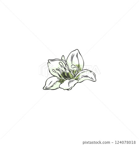 Buckwheat white flower sketch, hand drawn blossom plant, blooming essential herb, floral botanical vector illustration Buckwheat white flower sketch, hand drawn blossom plant, blooming essential herb, floral botanical vector illustration 124078018