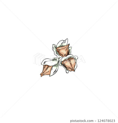 Vector watercolor sketch of brown buckwheat grains, in husk. 124078023