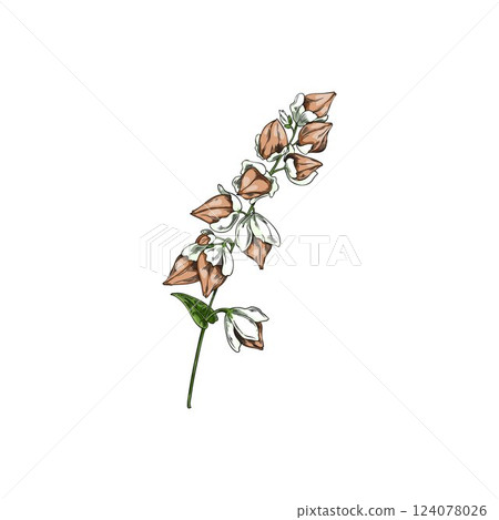 Buckwheat branch with leaves and seeds sketch, vector hand drawn agricultural blossom plant, cereal crops foliage Buckwheat branch with leaves and seeds sketch, vector hand drawn agricultural blossom plant, cereal crops foliage 124078026