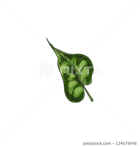 Buckwheat green leaf vector sketch, hand drawn summer garden falling foliage, tea herb, natural essential medical plant 124078048