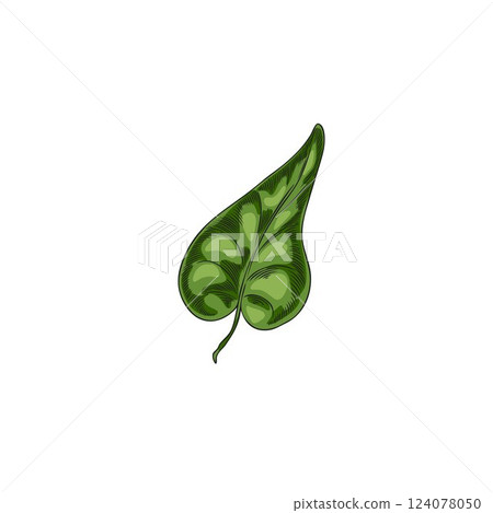 Vector botanical illustration of watercolor sketch of green buckwheat leaf. 124078050