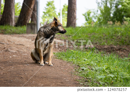 Stray dog sitting on a dirt path in a green park 124078257