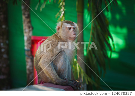 A light brown macaque monkey sits on a surface surrounded by lush green tropical vegetation, including palm fronds and tree trunks, in Thailand. 124078337