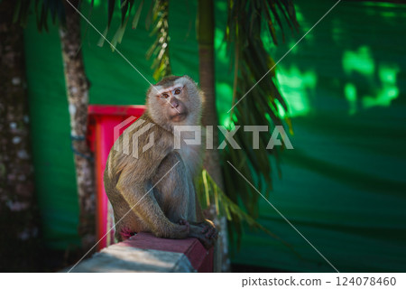 A monkey sits on a red and white concrete barrier, surrounded by palm fronds and green tarpaulin in a shaded tropical environment, likely in Thailand. 124078460