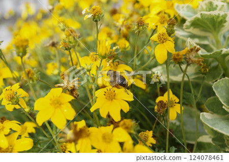 A bee drinks nectar from flowers in a flower bed 124078461