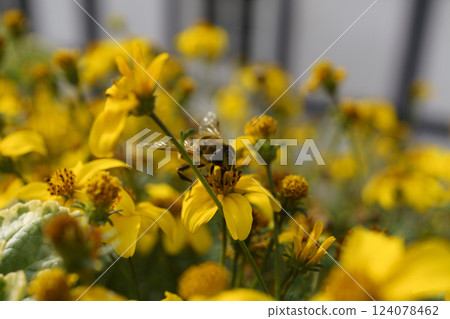 A bee drinks nectar from flowers in a flower bed A bee drinks nectar from flowers in a flower bed 124078462