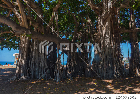 Large banyan trees with intertwining roots and branches form a canopy. A lifeguard tower and ocean are visible in the background under bright sunlight. Large banyan trees with intertwining roots and branches form a canopy. A lifeguard tower and ocean are visible in the background under bright sunlight. 124078502