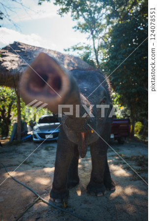 A young elephant extends its trunk toward the camera in a shaded area with a thatched roof, surrounded by greenery and parked vehicles in Thailand. 124078551