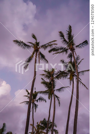 Tall palm trees with slender trunks and feathery fronds stand silhouetted against a pink and purple sky, evoking a tropical atmosphere in Hawaii. 124078560