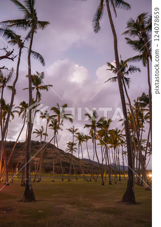 A tranquil scene of tall palm trees under a dusky sky with scattered clouds, a grassy foreground, and a sloping hill in the background in Hawaii. A tranquil scene of tall palm trees under a dusky sky with scattered clouds, a grassy foreground, and a sloping hill in the background in Hawaii. 124078659