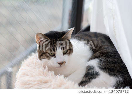 Cat relaxing by the window Kijitora Shiro 124078712