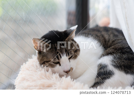 Cat relaxing by the window Kijitora Shiro 124078713