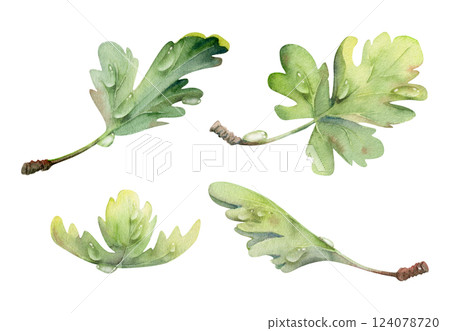 Green leaves of flower, bush tree plant foliage in water dew drops watercolor hand drawn. Gooseberry oak currant sycamore poplar. Isolated botanical illustration. Wedding florist decoupage cosmetics Green leaves of flower, bush tree plant foliage in water dew drops watercolor hand drawn. Gooseberry oak currant sycamore poplar. Isolated botanical illustration. Wedding florist decoupage cosmetics 124078720