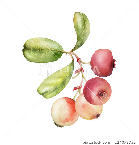 Lingonberry cranberry red berry on branch with green leaves, ripe forest teaberry bearberry wintergreen cluster group, hand drawn in watercolor. Isolated botanical illustration for farmers market menu 124078732