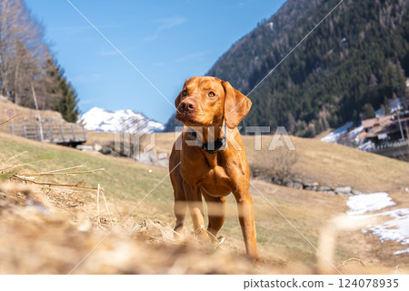 A Vizsla dog with a reddish brown coat and black collar runs on dry grass with patches of melting snow, set against forested hills and alpine peaks. 124078935