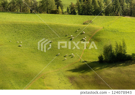 sheep eating grass on a green pasture 124078943