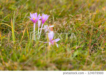 Pink autumn crocus or meadow saffron, apls 124078980