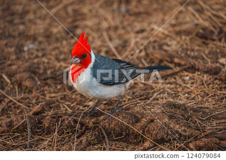 A red crested cardinal with a vivid red head and crest sits on dry, brown vegetation and soil, showcasing its striking colors against an earthy backdrop. 124079084