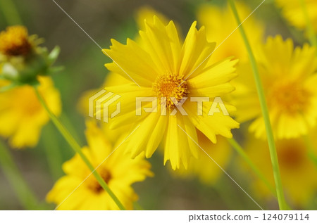 金雞菊花 金雞菊花 124079114