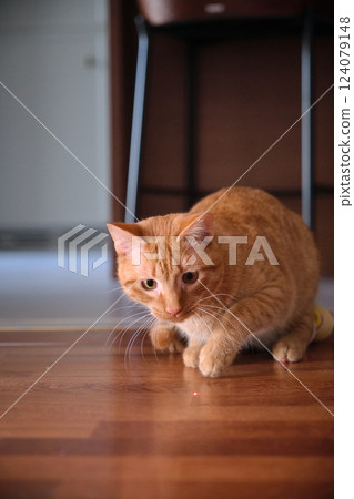 Cute young red-haired cat playing Cute young red-haired cat playing 124079148