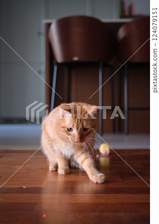 Cute young red-haired cat playing Cute young red-haired cat playing 124079151